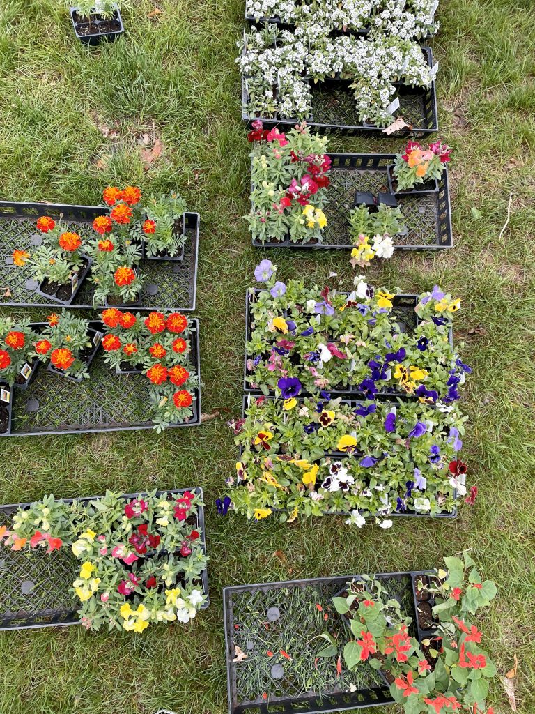 Pallets of brightly colored flowers