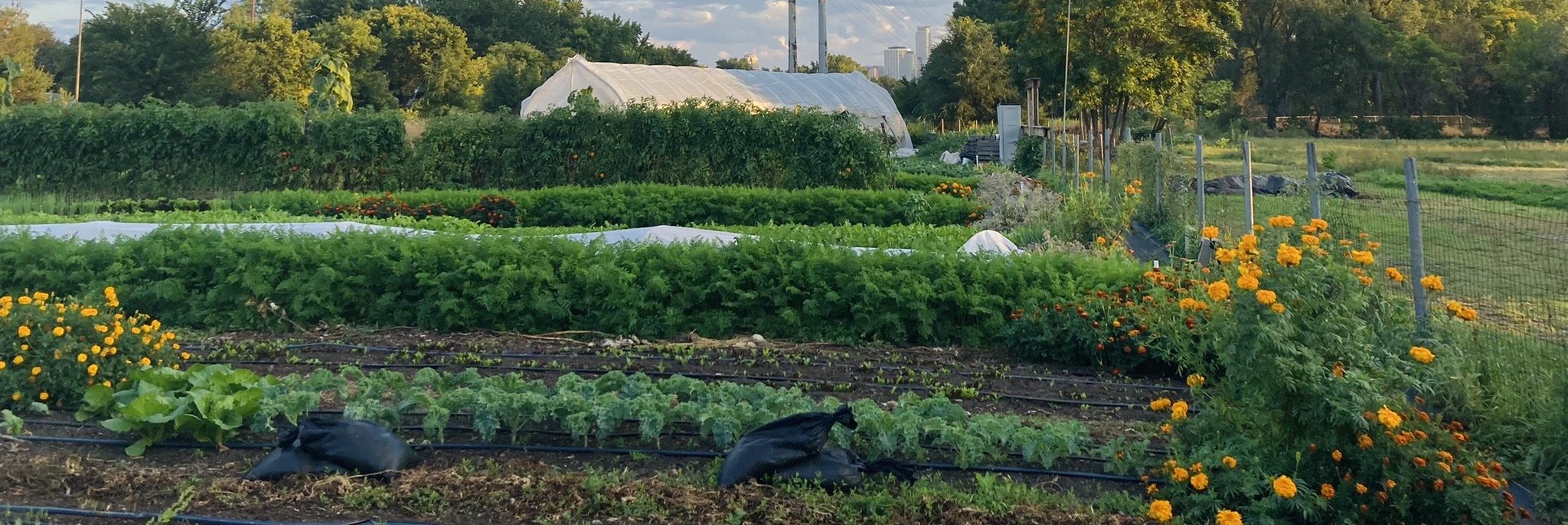 Photo of the California Street Farm in early summer, Header photo by Cory Eull. Used with permission.