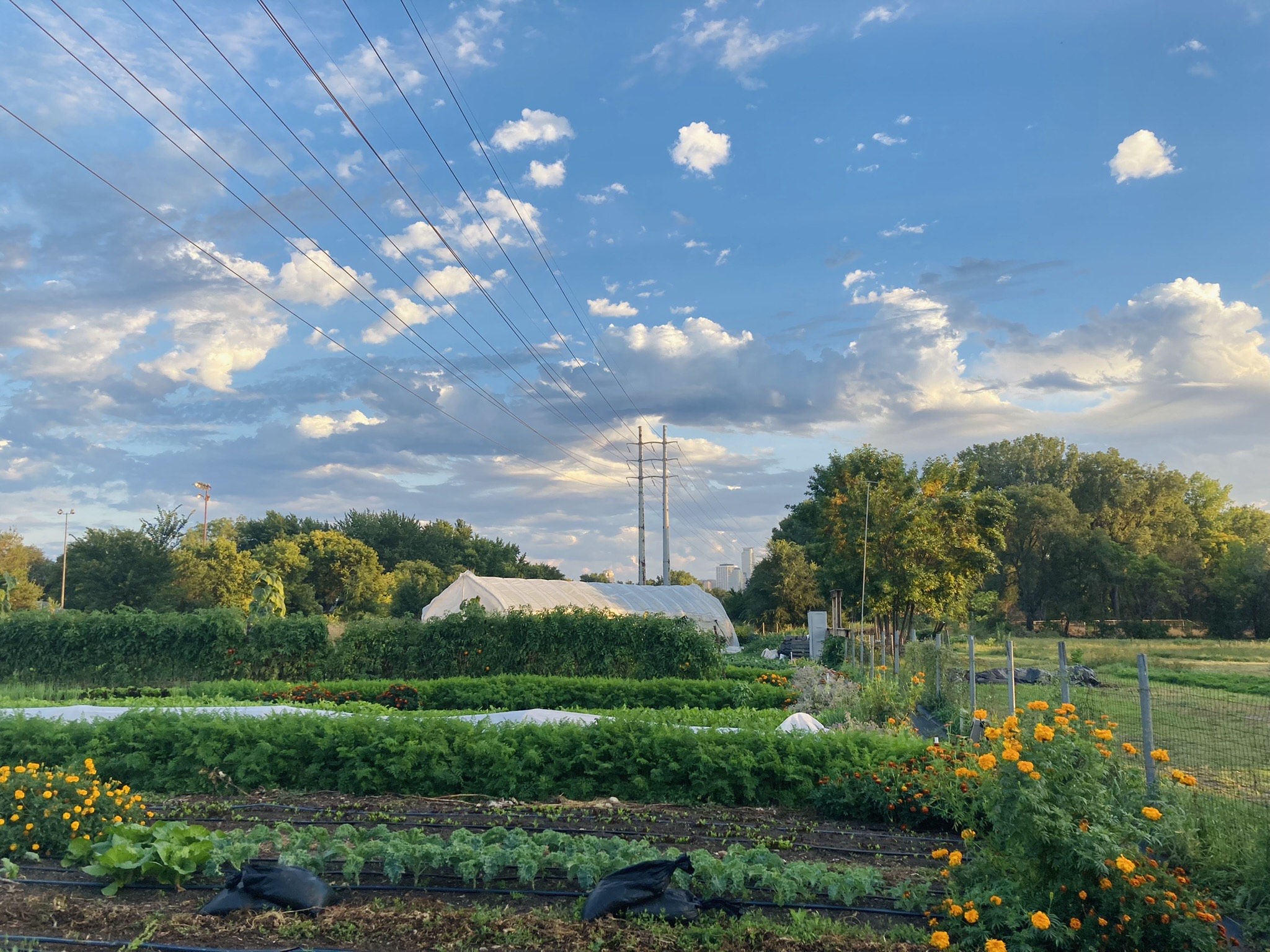 Photo of the California Street Farm in early summer, Header photo by Cory Eull. Used with permission.