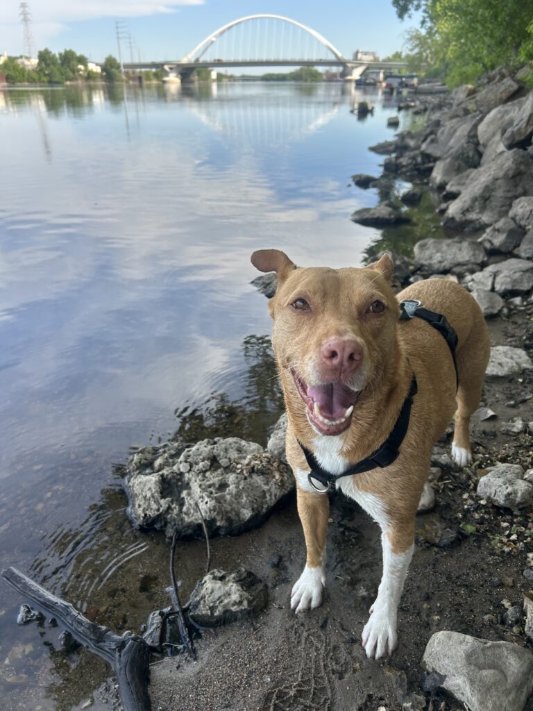 Josie loves to trance- which is when dogs walk verryyyyyy slowly in a trance-like state under leaves/trees/clothes or anything she can get her back under!