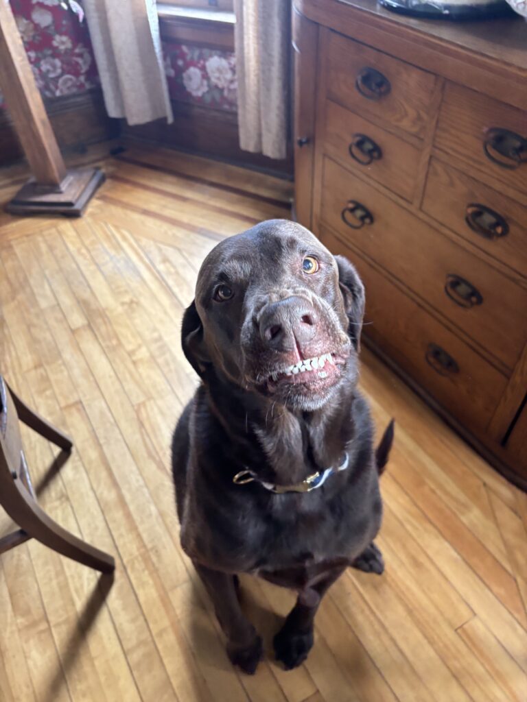 Scout smiles