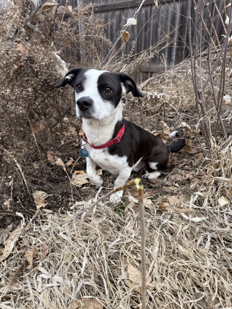 Bodhi is a spunky lil guy who'll take you by the hand and show you the shine of Japan and the sparkle of China.