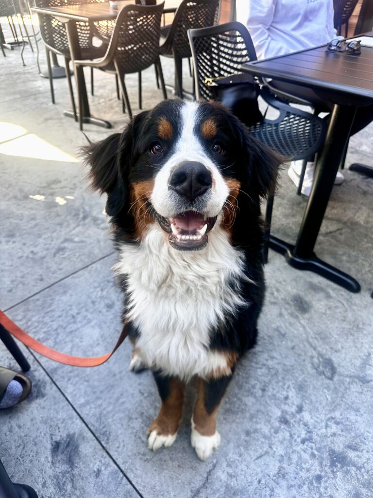 Jerry's biological puppy sister (littermate!) also lives in the neighborhood!