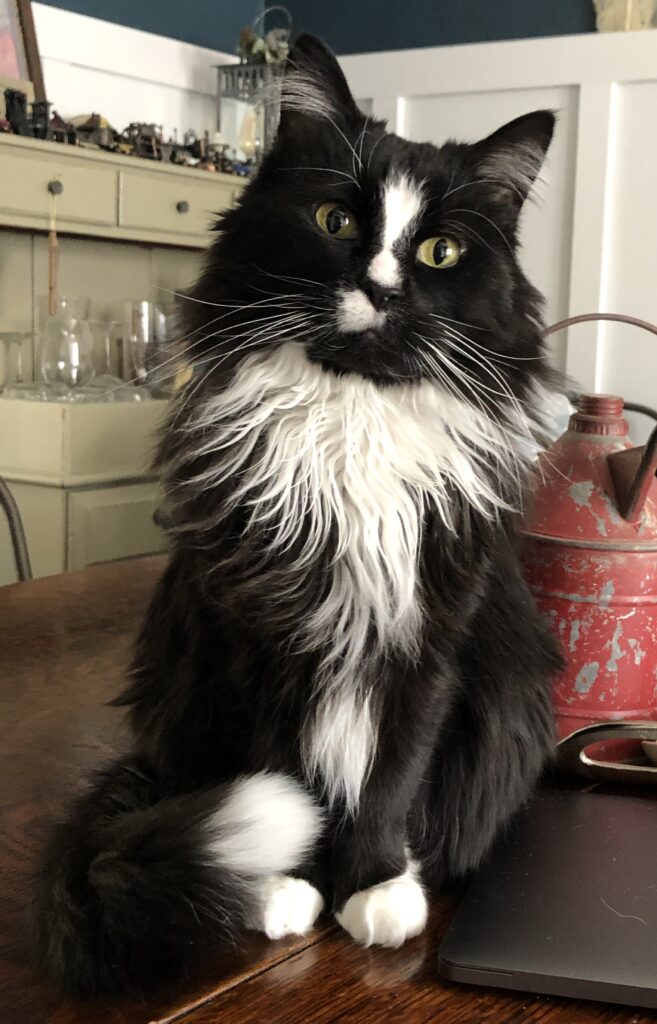 Skew alway looks inquisitive due to inner ear damage that has left him with a permanent tilt.