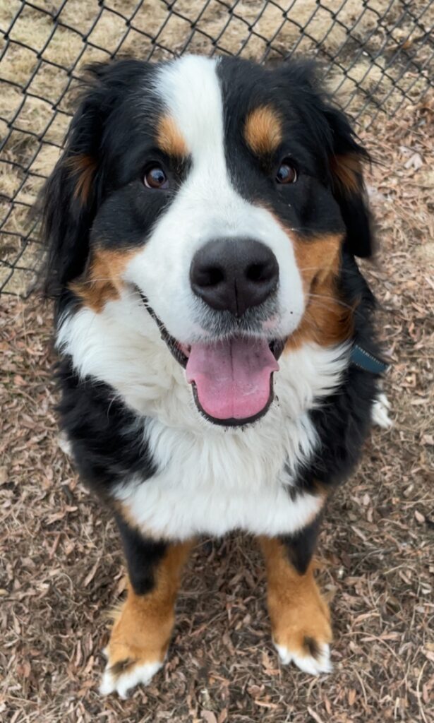 Poptart's biological puppy brother (littermate!) also lives in the neighborhood!