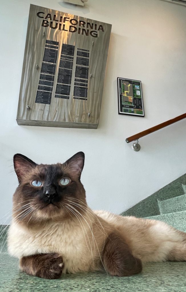 Simon shares space with several artists in the California Building, and helps handle day to day operations in the front office. In the evenings he gets to explore the building (with supervision) and is a ferocious beast and great big love bug rolled into one adorable kitty.