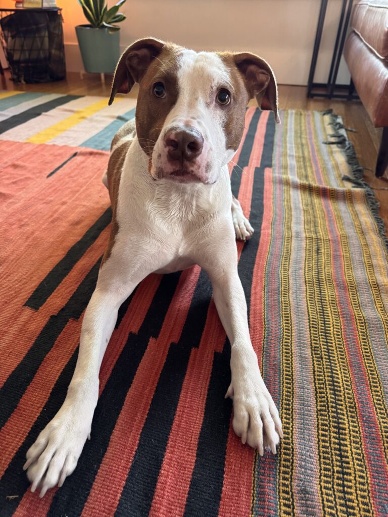 Patrick is a rescue from Alabama and a great family pup. He loves sniffing around the California building.