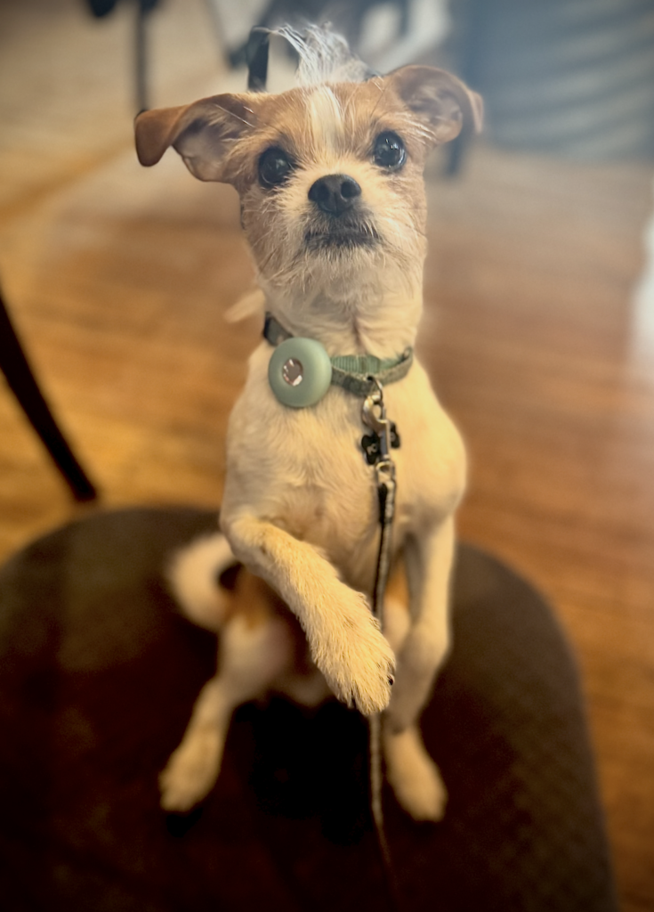 Poncho loves spending time at his favorite neighborhood spots like Mojo and Broken Clock. He’s a shy guy who prefers his admirers appease him with yummy treats rather than pets.