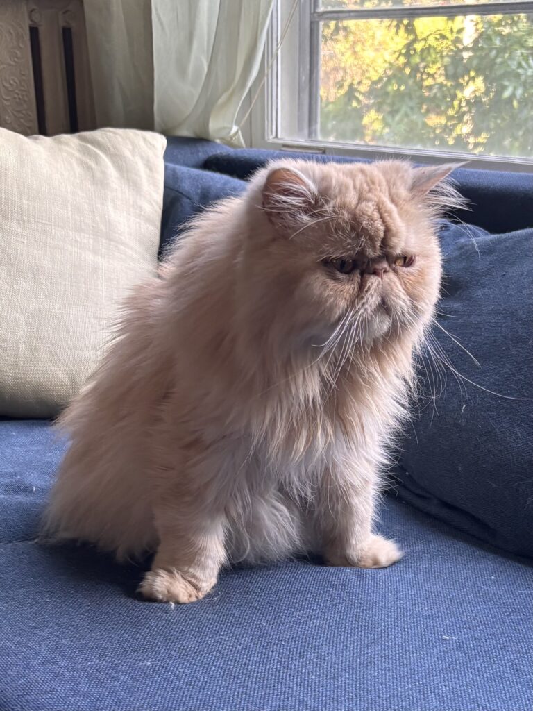 Mishmish means 'apricot' in Arabic. He loves belly rubs